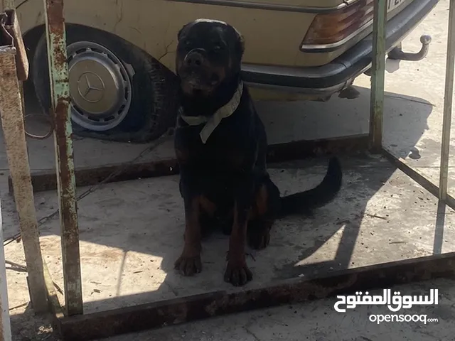 كلب روت ذكر للبدل او للبيع