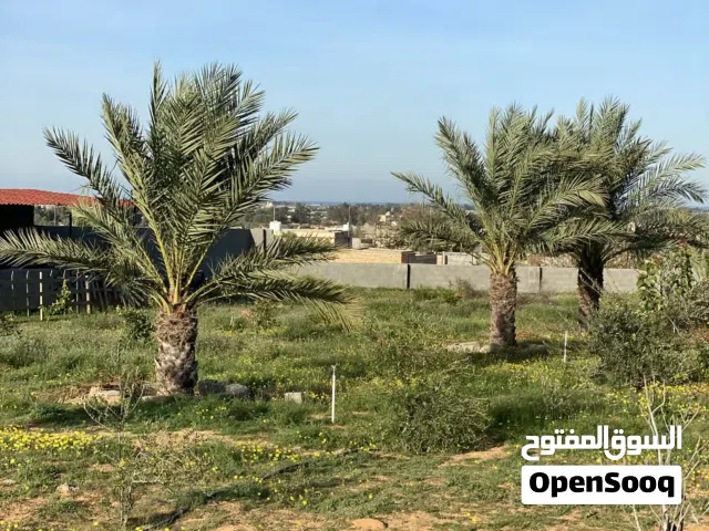 Farm Land for Sale in Tripoli Tajura