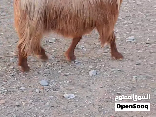 تيوس محليات للبيع