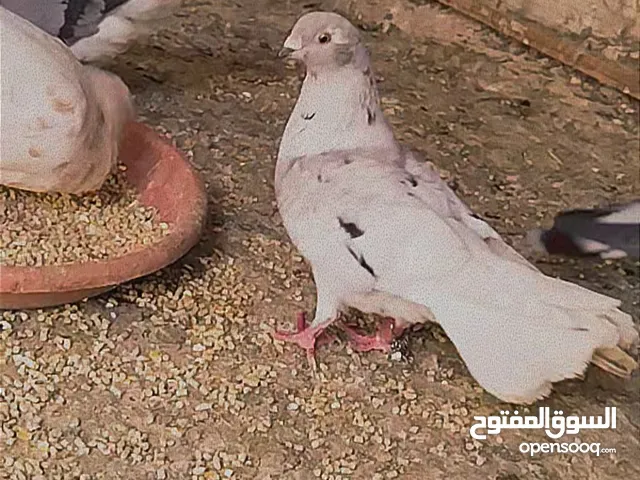 طير نوري قراقطه بيبي فيس فحل نار اذكر الله وصلي ع نبي