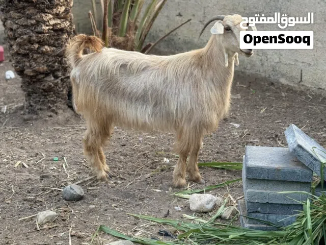 للبيع شاه من حلال الجواميد