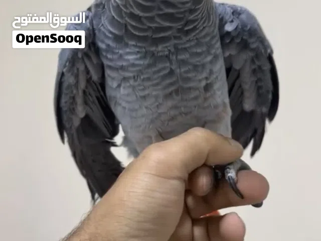 كاسكو Casco