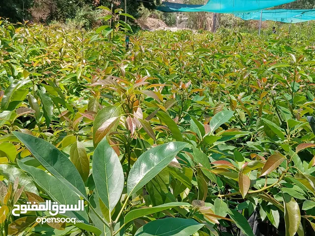 "شتول افوكادو للبيع"