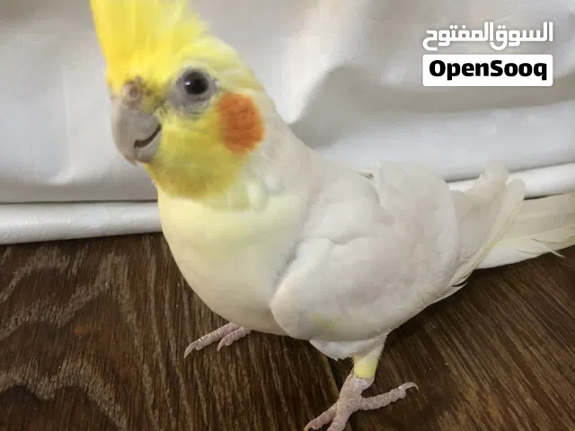 دكر كوكتيل مشالله