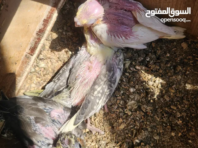 طيور كوكتيل