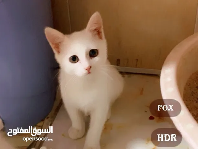 قطه شيرازي للبيع مع ابنتها الشيرازيه
