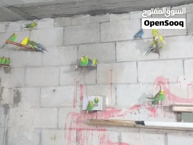 غرفة طيور حب