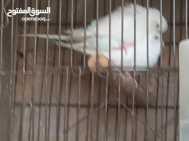 جوز بادجي البينو