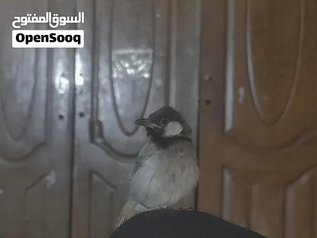 بلبل اليف طينه