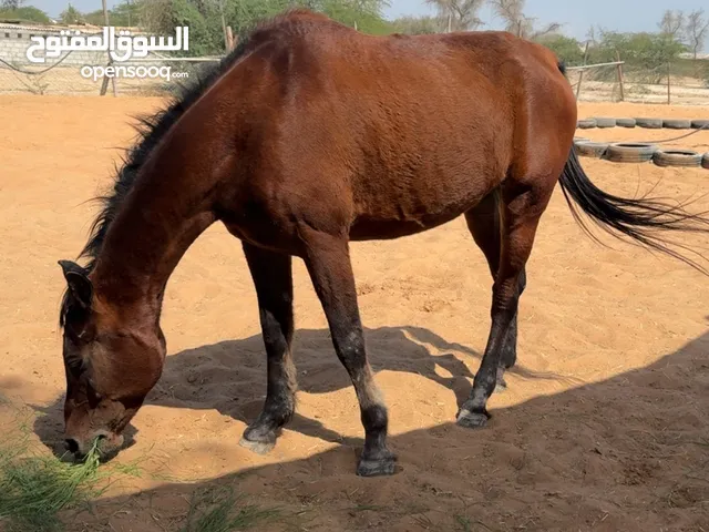 حصان مخصى سكول هادي جدا لجميع الاعمار