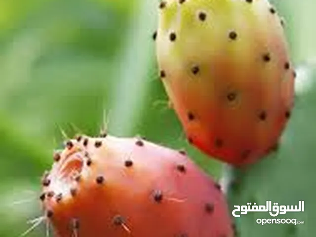 نبتى صبار منزلي مثمره