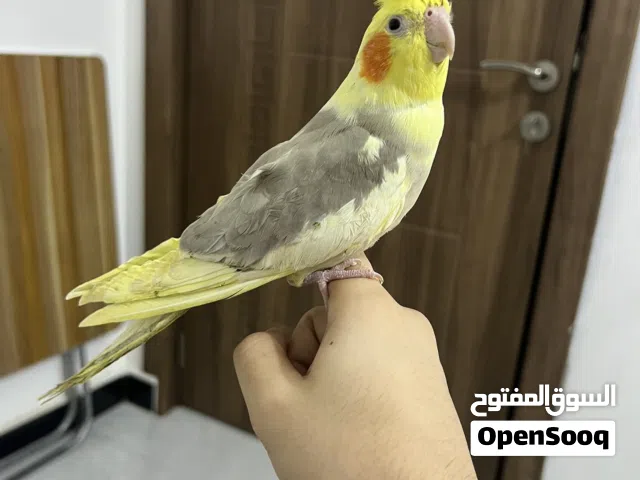 كوكتيل أليف جدا
