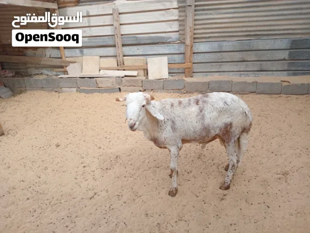 حولي خرطومي سنه ثني