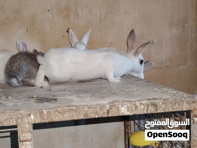 ارانب فرنسي للبيع  اقرأ الوصف