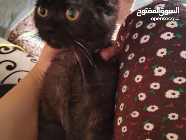 قطه سوداء للبيع