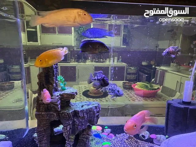 سمك وحشي للبيع