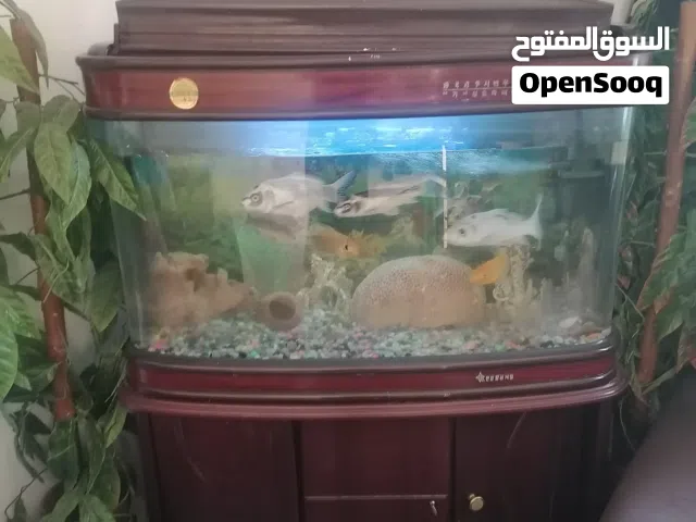 حوض سمك اجنبي نوع كامير 150 سم