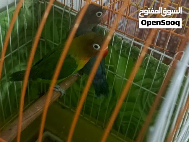 غنادير للبيع