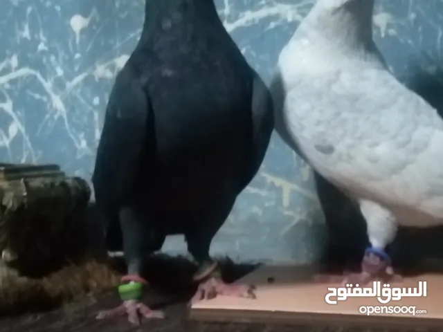 كوم حمام مشكل كامل لعدم التفرغ للبيع