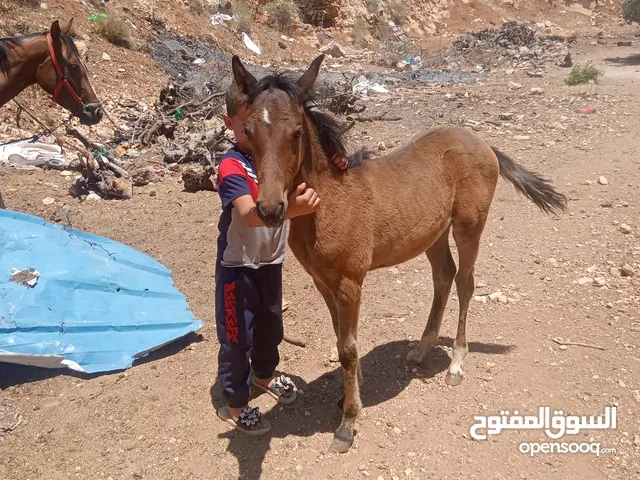 موجود مهره للبيع بصلات عنبي