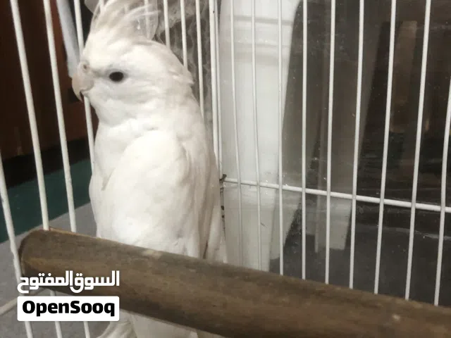 كوكتيل فحل