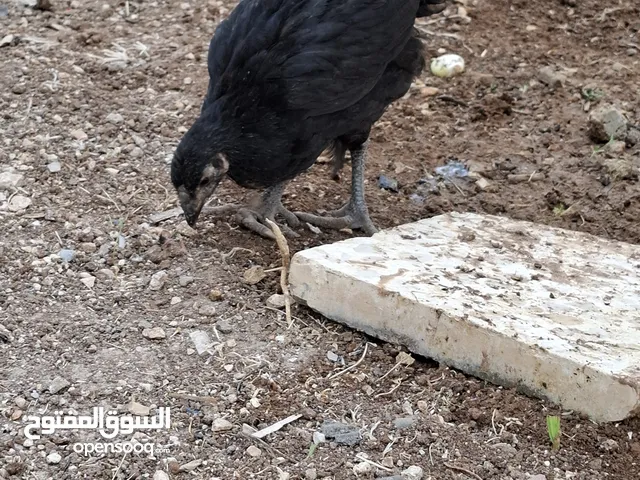 عشرين فرخة بلدي وبناديق عمر شهرين نظاف وصحتهم ميه ميه سارحات .