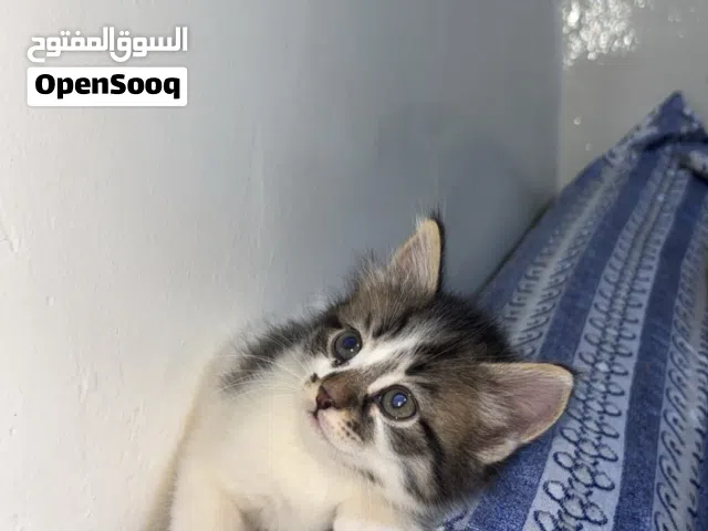 قطه للبيع بسعر 15 الف