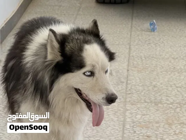 كلب هاسكي ذكر لأبيع مدرب جميع الأوامر