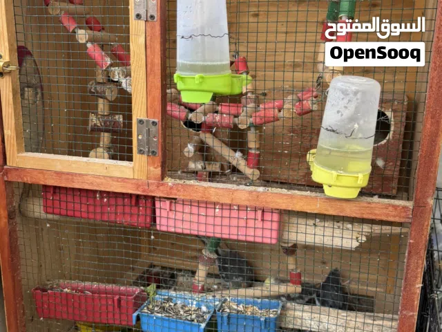 كوكتيل 4 طروف فيهم انثي صغيره والباقي ذكوره البيع كامل بالقفص سبب البيع معاش اهتميت بيهم