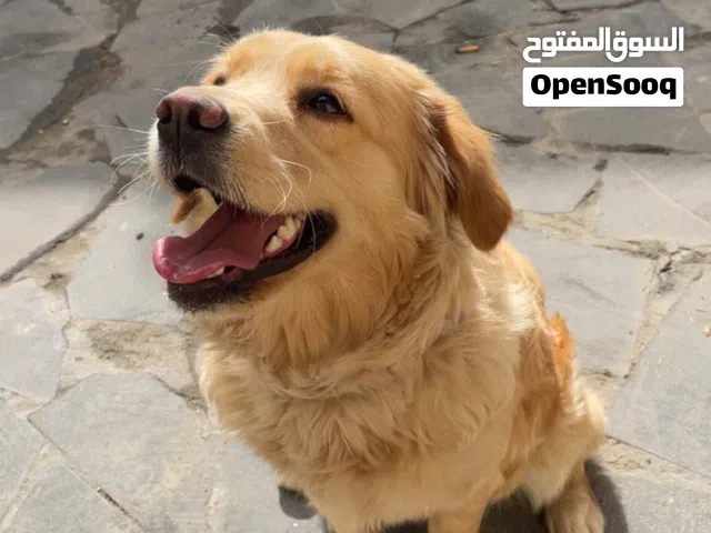 كلب جولدن ريتريفر بيور عمر 7 شهور تقريباً