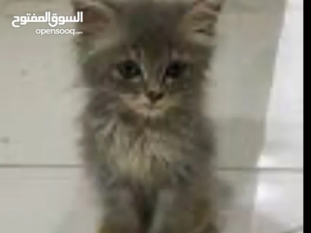 قط لالبيع في الدخل المحتل طبريا