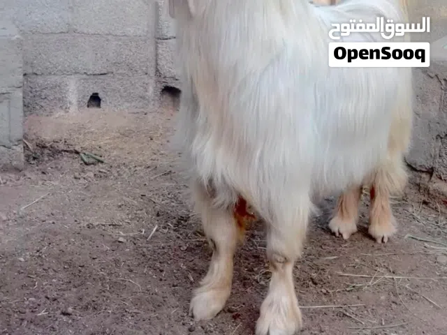 للبيع فحول من حلال الجواميد الفاخره وكبش نجد أصل مشروع فحل فاخر