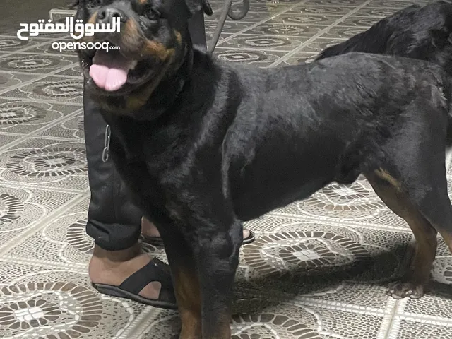 متوفر ذكور للتزاوج available Males for mating