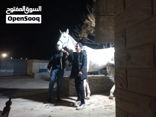 فرس مستورده طول 180