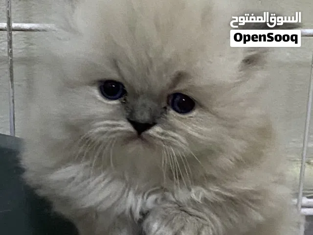 قطط كيتن للبيع بالخبر