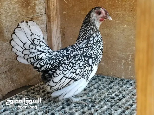 السلام عليكم