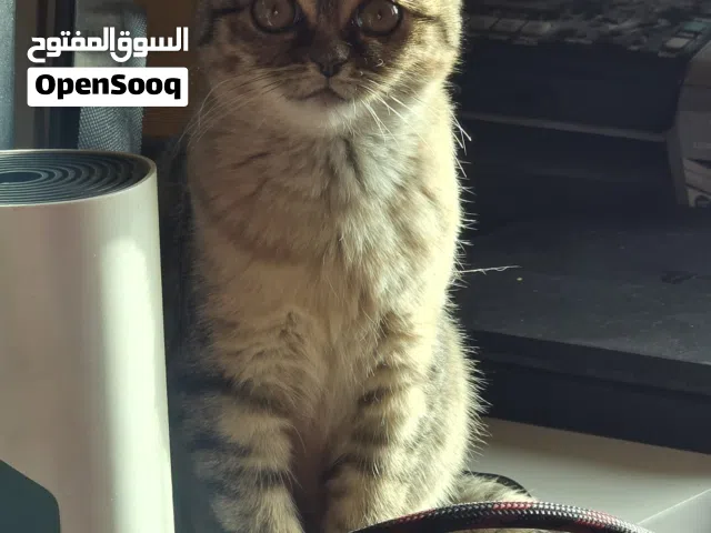 أنثى للبيع بسعر بسيط