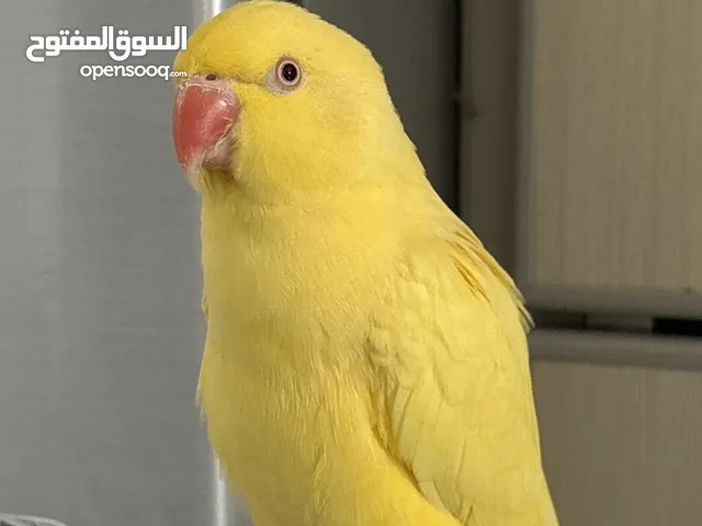 للبيع بغبغاء اصفر يتكلم أشياء بسيط مع قفص وقاعده و مبردين لالاضافر