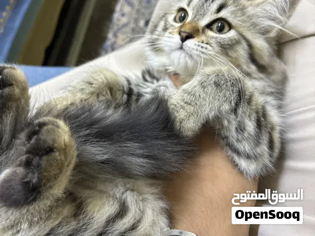 مكس سكوتش وشيرازي نادر العمر 5اشهور