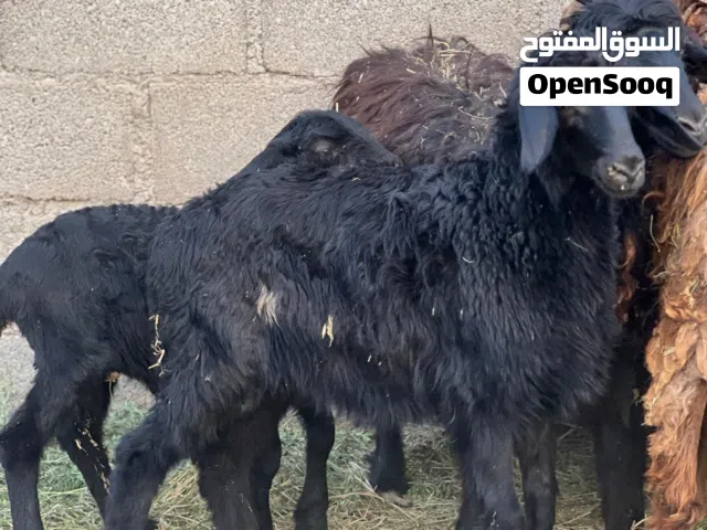 للبيع حمله تهجين نجدي