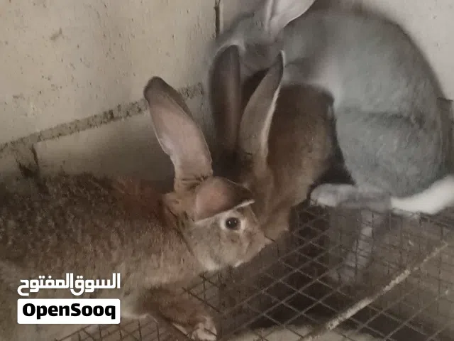 ارانب هجين الماني عمر سنه ونص معاشير