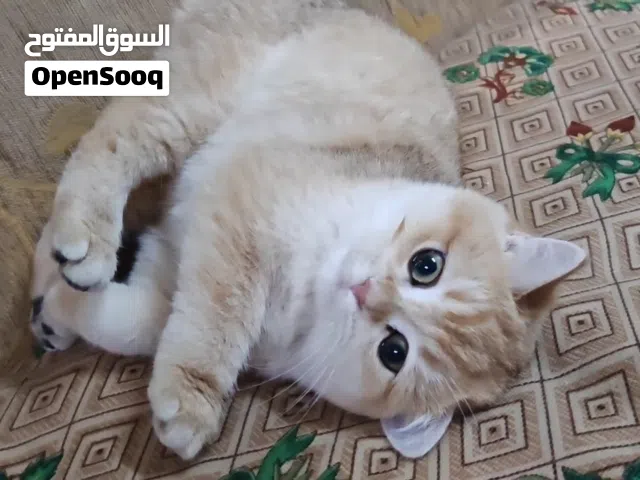 ذكر سكوتش ستريت ny 12