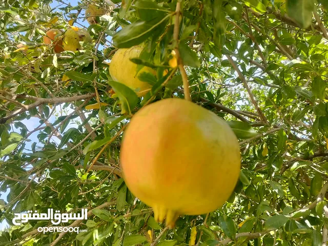 رمان الجبل الأخضر