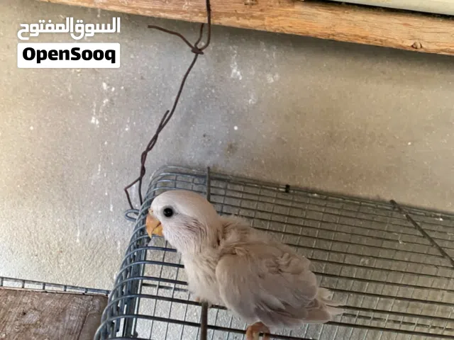 بركديلو لفه تامه للبيع