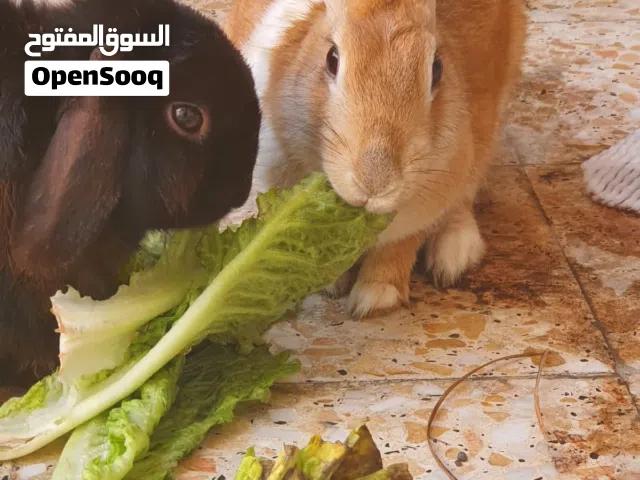 Rabbits for sale (male and female)