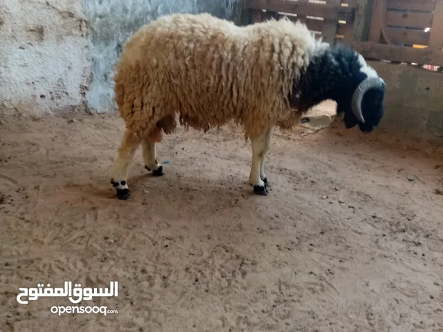 مكان سوق الجمعه عراده البيع لاعلي سعر خروف اضحيه مشاء الله