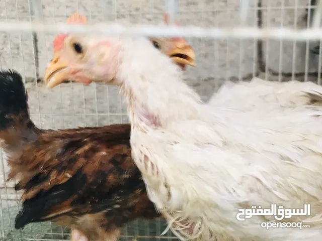 ديج.. او فروجات. اثنين