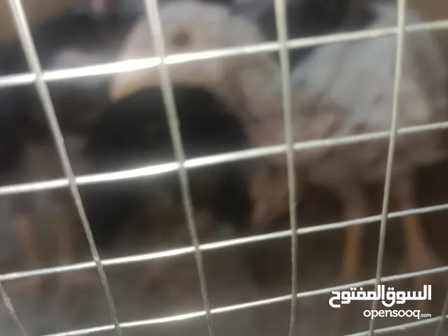 فراخ باكستاني بصلاة على النبي