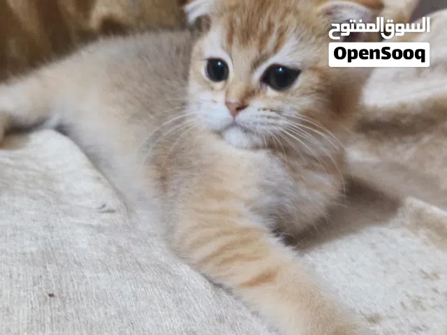 سكوج فولد ny12 كولد