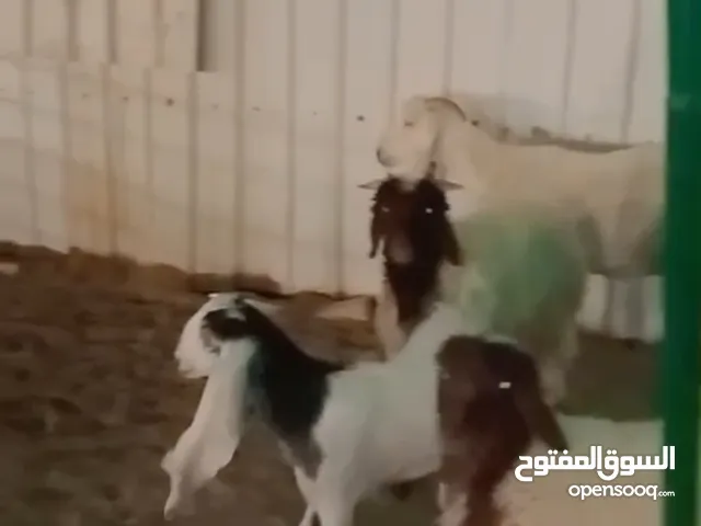 نعيمي وعارضيات نظافه ومستوى